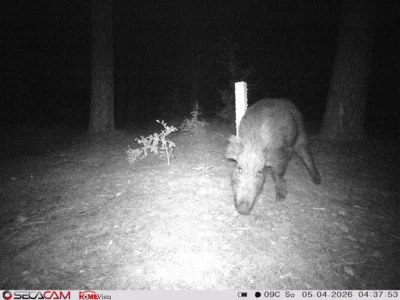 Foto des Albums: Wildkatzen-Jagd