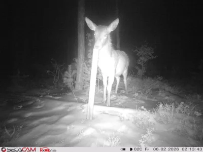 Foto des Albums: Wildkatzen-Jagd