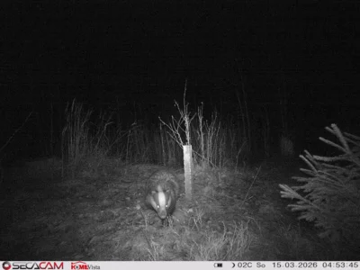 Foto des Albums: Wildkatzen-Jagd