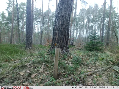 Foto des Albums: Wildkatzen-Jagd