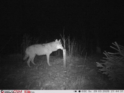 Foto des Albums: Wildkatzen-Jagd