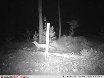 Foto des Albums: Wildkatzen-Jagd
