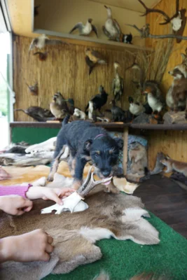 Jagdhund Welpe  (Bild vergr&ouml;&szlig;ern)