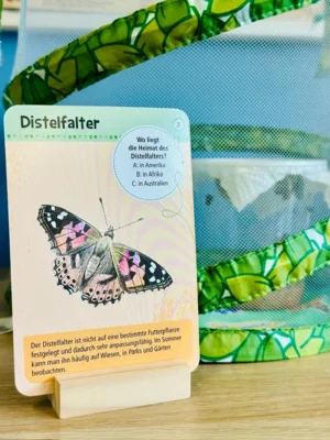 Distelfalter 