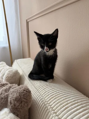 Fotoalbum Kitten Milo