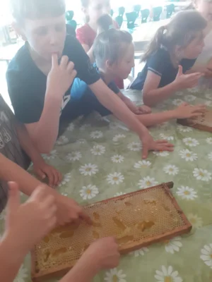 Foto des Albums: Bienenprojekt Kl. 1 🐝