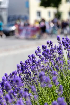 Foto des Albums: Fahnenhissung zum Christopher Street Day