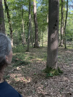 Foto des Albums: Waldhaus Wildenloh