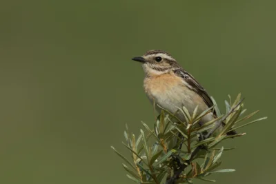 Braunkehlchen Weibchen &copy; Alexander Thomas 