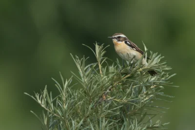 Braunkehlchen M&auml;nnchen &copy; Alexander Thomas 