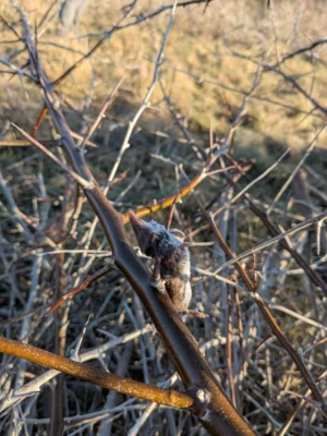 aufgespie&szlig;te Maus, Nahrungsdepot des Raubw&uuml;rgers &copy; Valentin Fromm 