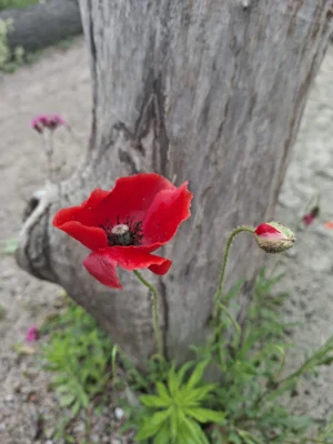 Mohnbl&uuml;te  (Bild vergr&ouml;&szlig;ern)