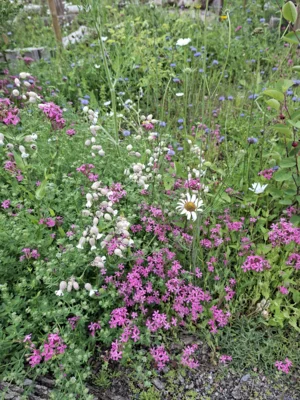 Wundervolle Bl&uuml;ten  (Bild vergr&ouml;&szlig;ern)