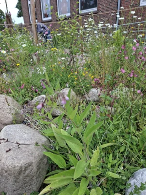 viele verschiedene Blumen und Pflanzen  (Bild vergr&ouml;&szlig;ern)