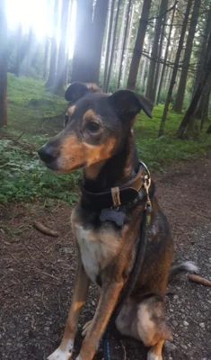 Fotoalbum Hund Kean