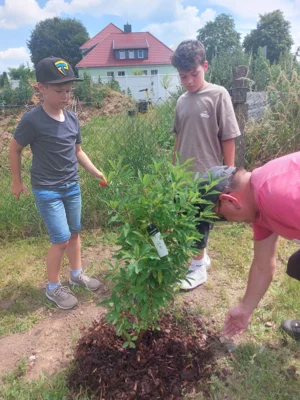 Foto des Albums: Wir pflanzen eine instektenfreundliche Hecke 🐝 🌳