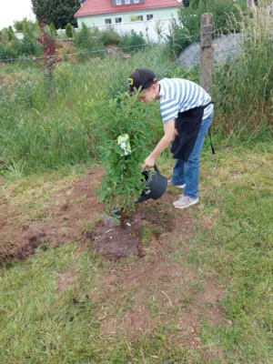Foto des Albums: Wir pflanzen eine instektenfreundliche Hecke 🐝 🌳