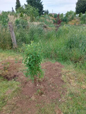 Foto des Albums: Wir pflanzen eine instektenfreundliche Hecke 🐝 🌳