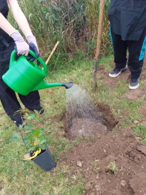 Foto des Albums: Wir pflanzen eine instektenfreundliche Hecke 🐝 🌳