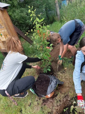 Foto des Albums: Wir pflanzen eine instektenfreundliche Hecke 🐝 🌳