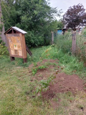 Foto des Albums: Wir pflanzen eine instektenfreundliche Hecke 🐝 🌳