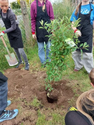Foto des Albums: Wir pflanzen eine instektenfreundliche Hecke 🐝 🌳