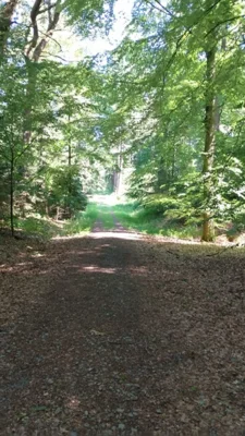 Foto des Albums: Walderlebniswoche 2026