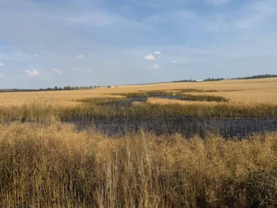 Foto des Albums: 280626 Dira Feld