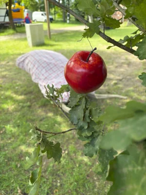 image010  (Bild vergr&ouml;&szlig;ern)