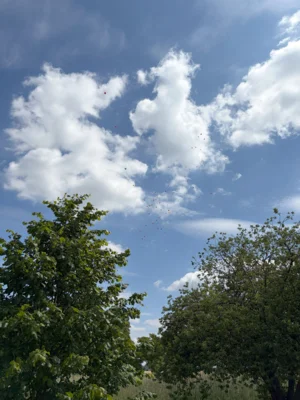 image074  (Bild vergr&ouml;&szlig;ern)