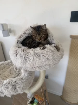 Foto des Albums: Kater Tommy