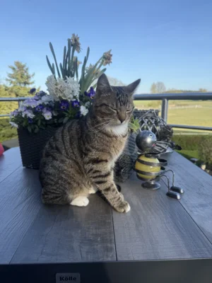 Foto des Albums: Kater Tommy