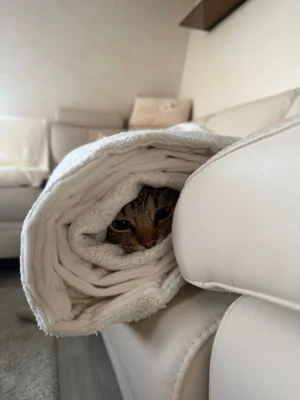 Foto des Albums: Kater Tommy
