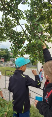 Foto des Albums: Naschen von der Felsenbirne 🌳 🍐