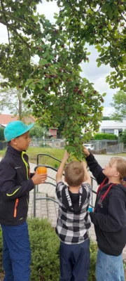 Foto des Albums: Naschen von der Felsenbirne 🌳 🍐