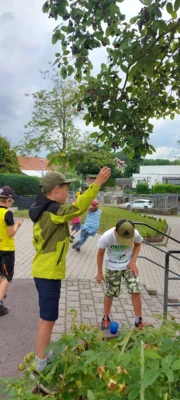 Foto des Albums: Naschen von der Felsenbirne 🌳 🍐
