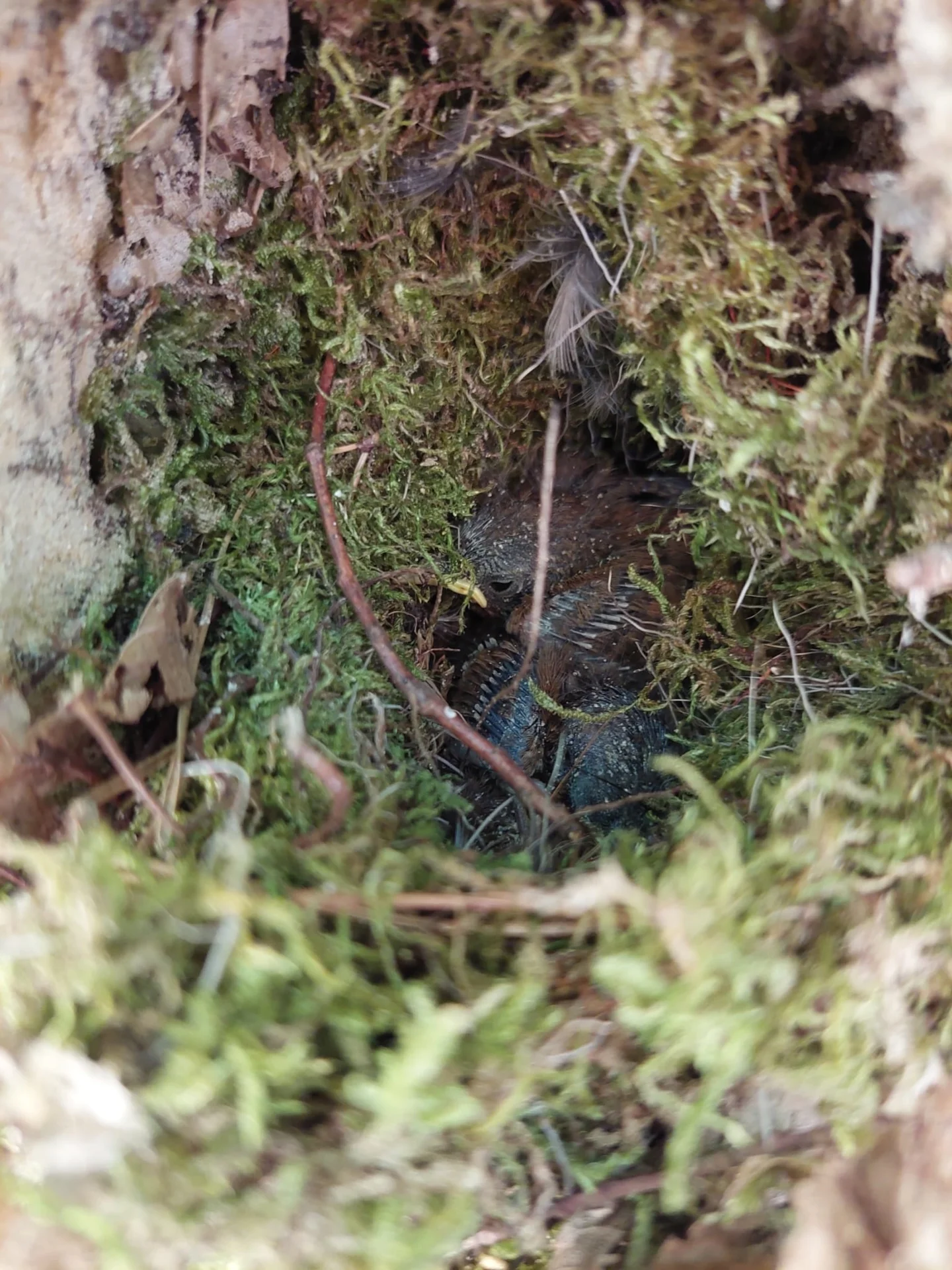 Bild: Kleiner Vogel Gesicht zu sehen