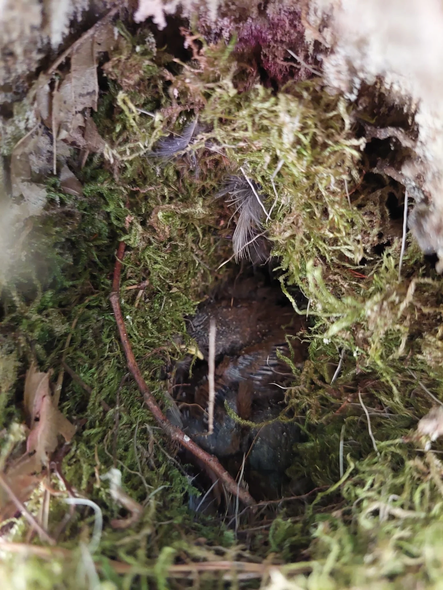 Bild: Nest mit Vogelbabys