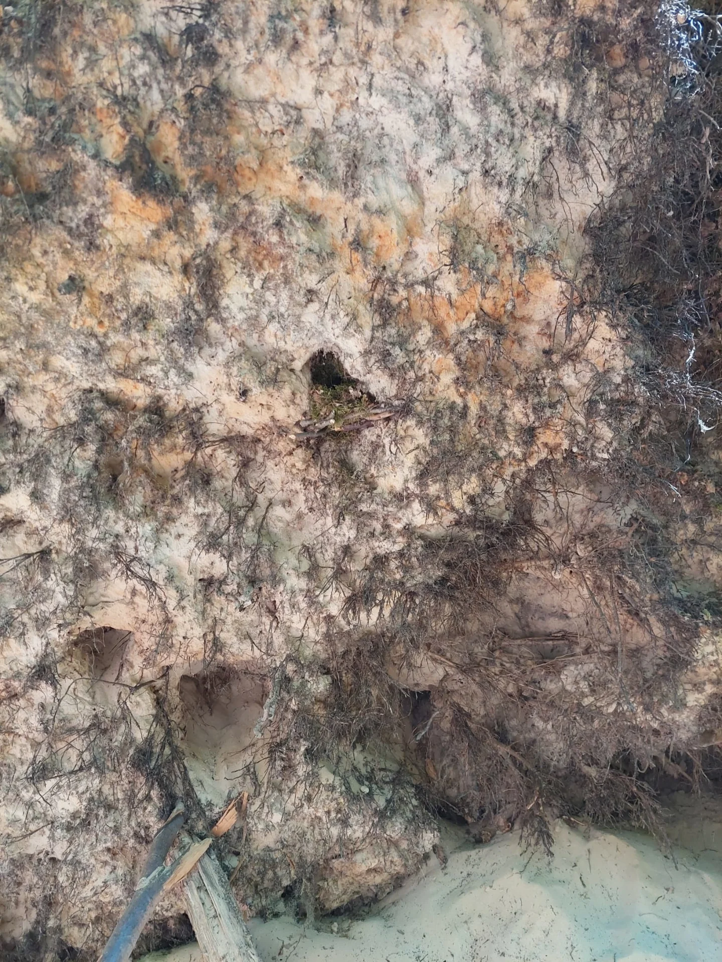 Bild: Nest von Weitem