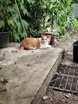 Foto des Albums: Kater Puschkin