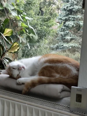 Foto des Albums: Kater Puschkin