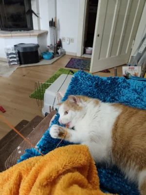 Fotoalbum Kater Puschkin