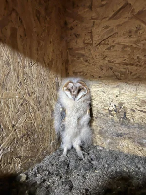 Foto des Albums: Tierischer Nachwuchs in Kerkau
