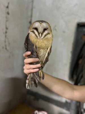Foto des Albums: Tierischer Nachwuchs in Kerkau