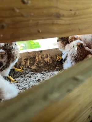 Foto des Albums: Tierischer Nachwuchs in Kerkau