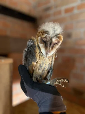 Foto des Albums: Tierischer Nachwuchs in Kerkau