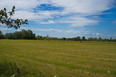 Viele St&ouml;rche  (Bild vergr&ouml;&szlig;ern)
