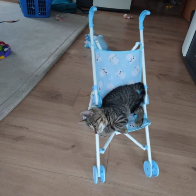 Foto des Albums: Kitten Frieda