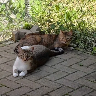 Franz und Frida sagen Danke, stellvertretend f&uuml;r alle Tierheimtiere!  (Bild vergr&ouml;&szlig;ern)