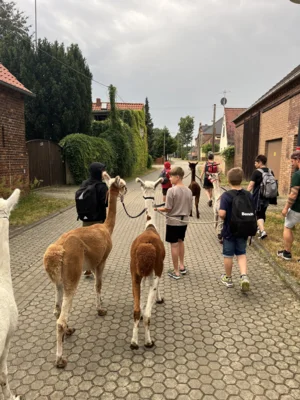 Foto des Albums: Besuch auf dem Alpakahof